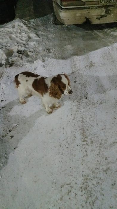 Вязка английский кокер спаниель