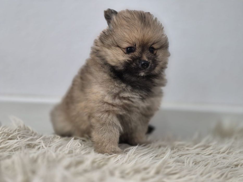 Vand fetita pomeranian