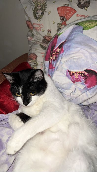 Домашние животные кошки девочки