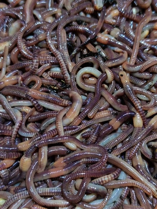 Продаются коконы червя Дендрабена Венета и Черного Принца