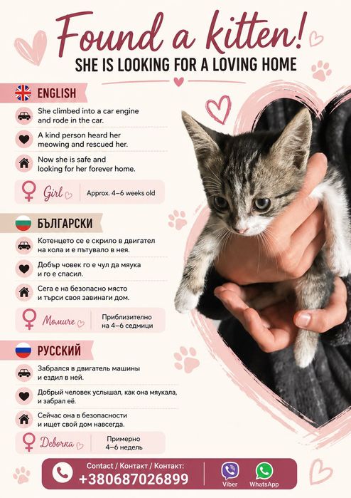 Малък котик търси дом – Варна | Подарява се на добри стопани