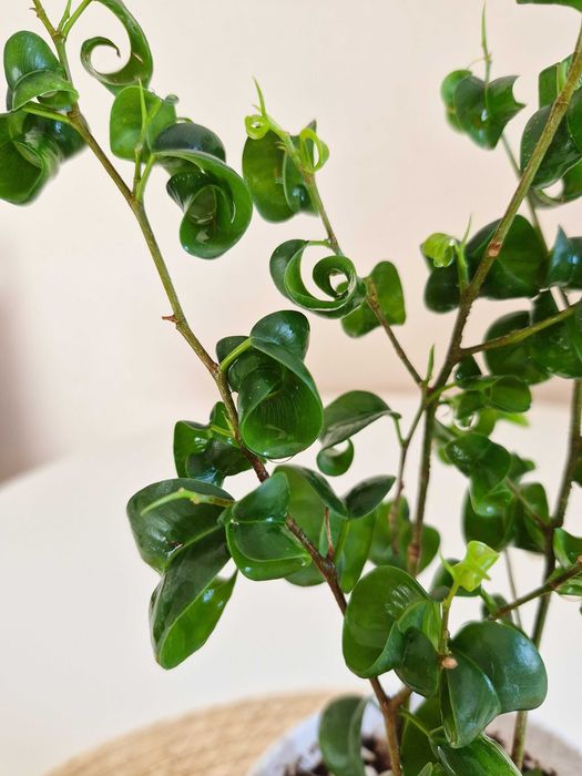 Фикусы Бенджамина Барок Грин и Кинки Грин