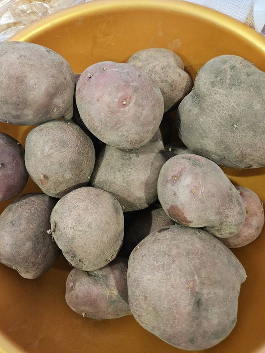 Продам картофель красный крупный