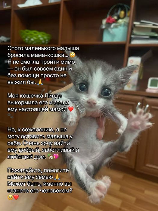 6 котят ищую дом