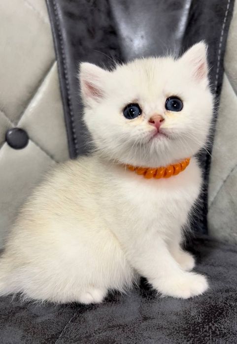 Serebristiy shinshila Britanlar sotiladi