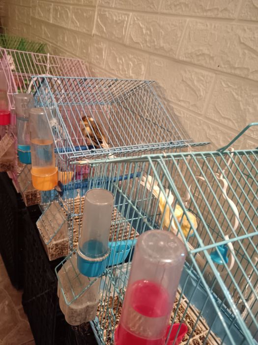 Канарчетата за продан