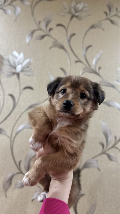 Ищем для этой малышки дом.