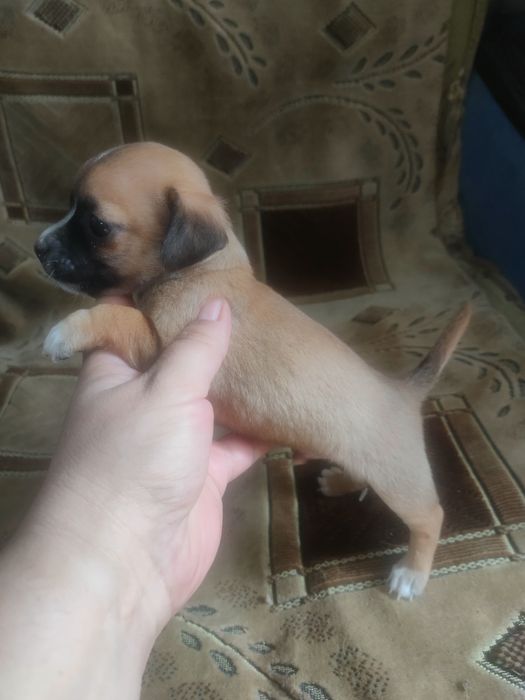 Щенок чихуахуа  родился 11 марта