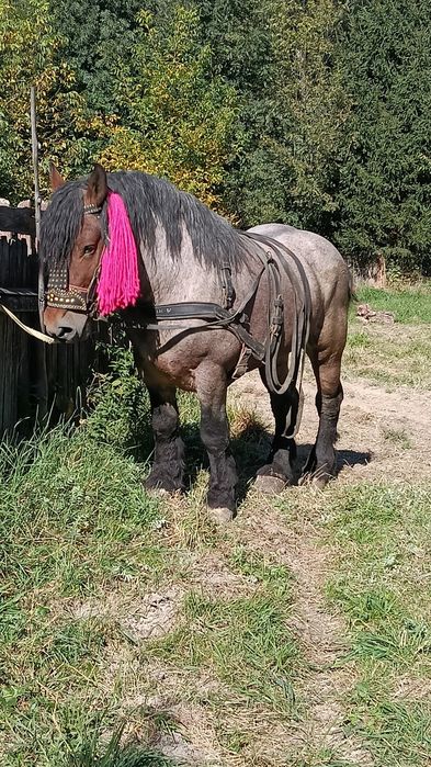 Vând armăsar de 3ani