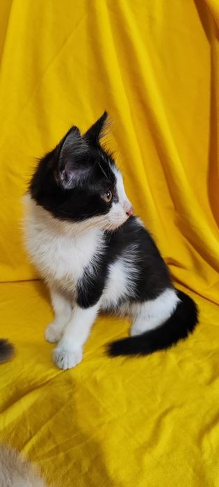 Котята бесплатно