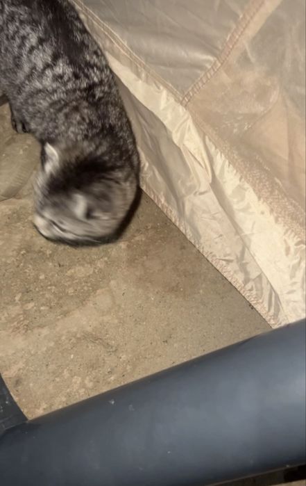 Котята вмслоухие