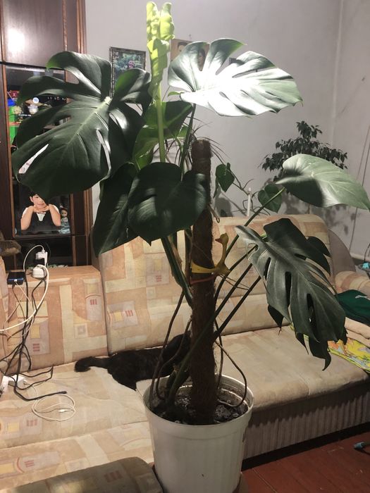 Продаю комнатные цветы