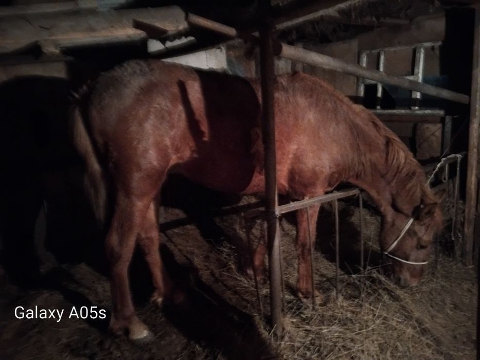 Продам жеребца 2 г