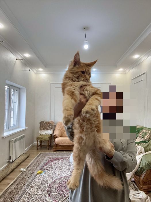 Котенок Мейн-кун