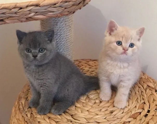 Миленькие Котятки