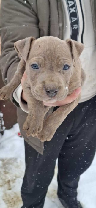 Малки бебета питбул