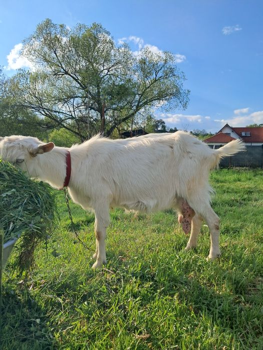 Vând capră albă de banat forte bună de lapte
