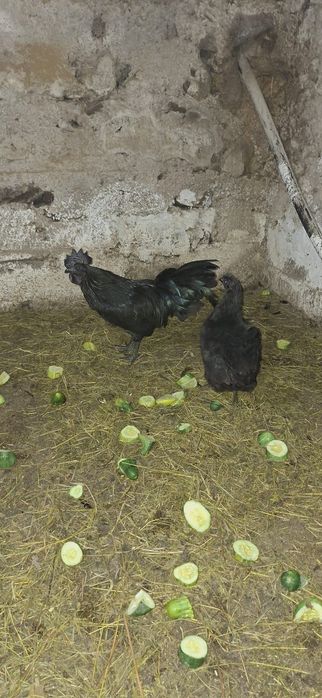 Ayam Cemani tineret