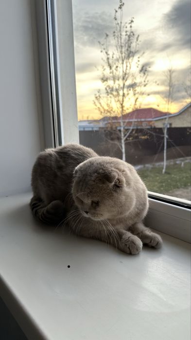 Кот шотландский вислоухий