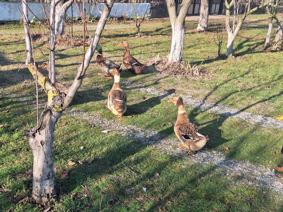 Vind rata mai mult felul