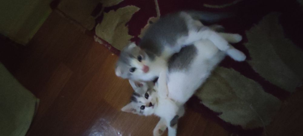 Котёнок скотиш фолд.
