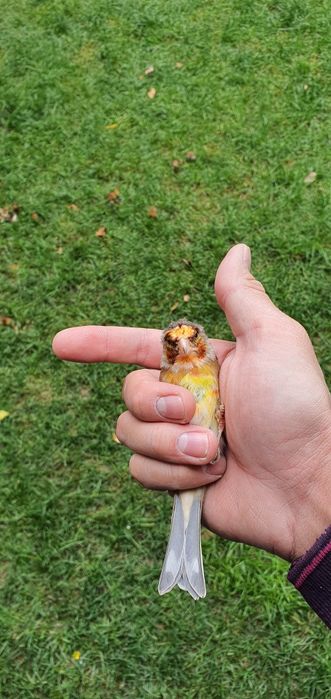 Kokil+kanareyka gibrit sotiladi Ormon sayro