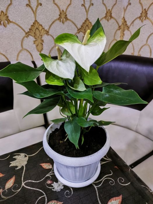 Комнатные растения. Доставка есть