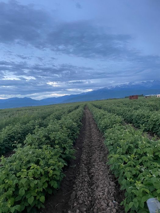 Малина хороший сорт