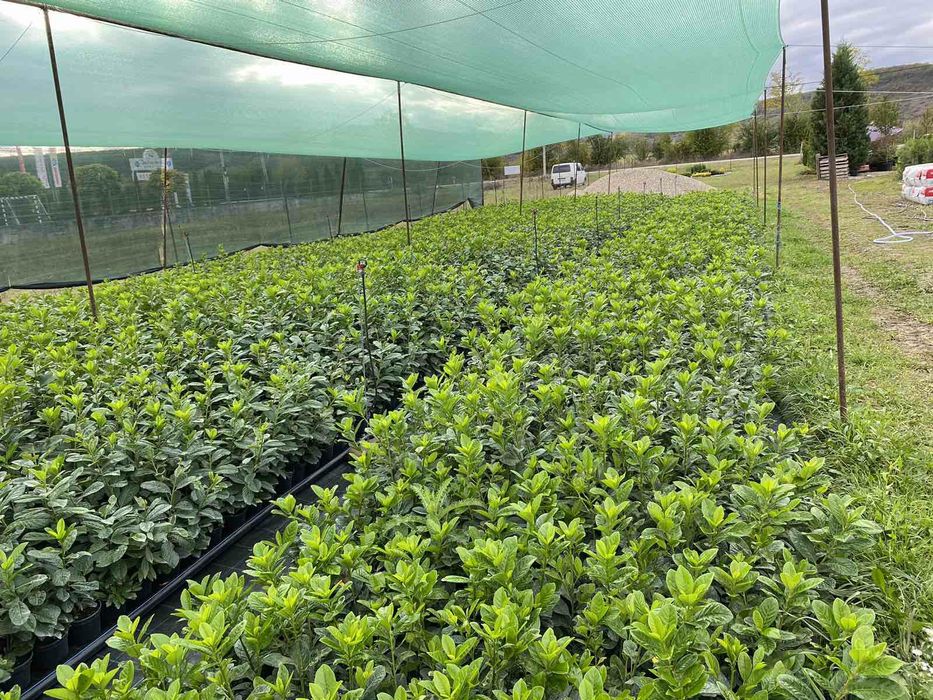 Gard Viu Laur Englezesc Prunus Laurocerasus Photinia Red Robin Leyland