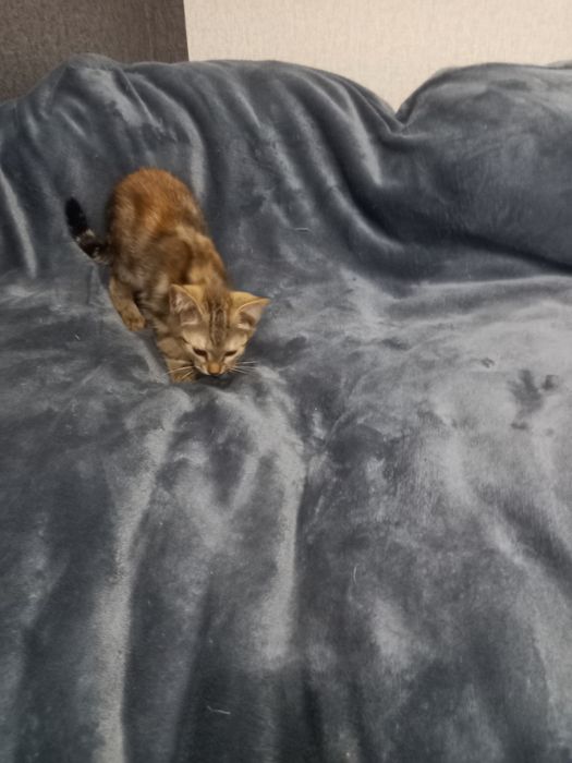 Котята Бесплатно