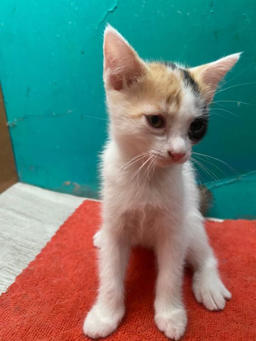 Отдам котят, бесплатно