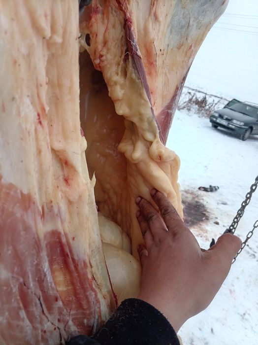 Ұрғашы тай семіз