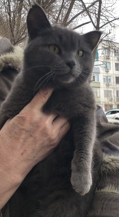 Любимые животные