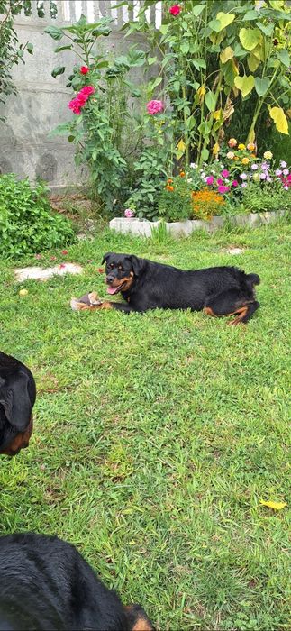 Ротвейлер девочка 1.10