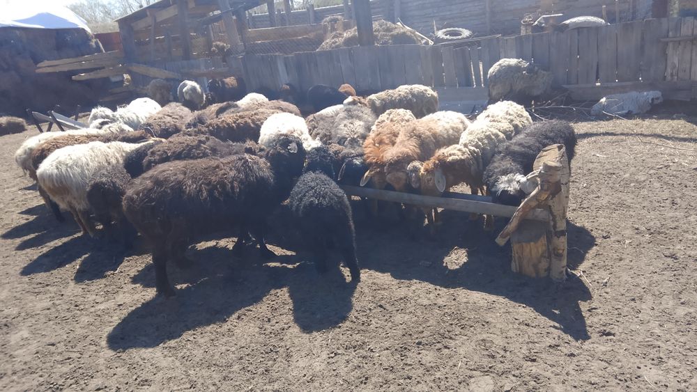 Малдануға Жас Қойлар сатылады