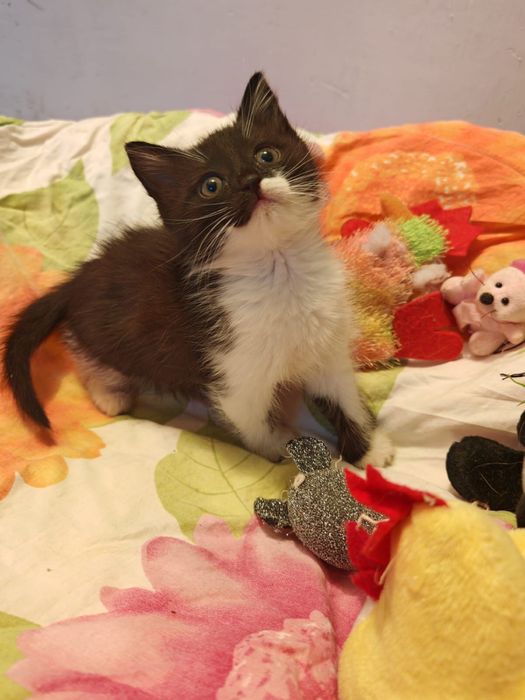 Отдам котенка в добрые руки