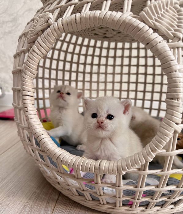 Готовятся на продажу котятки