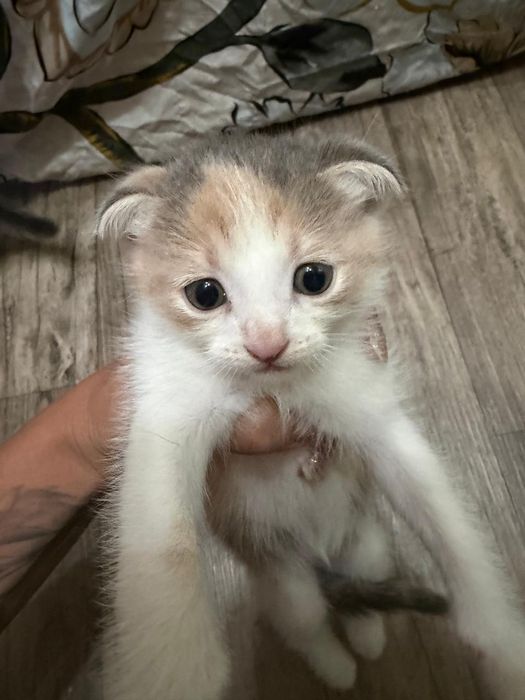 Котята Подарки для дома и души