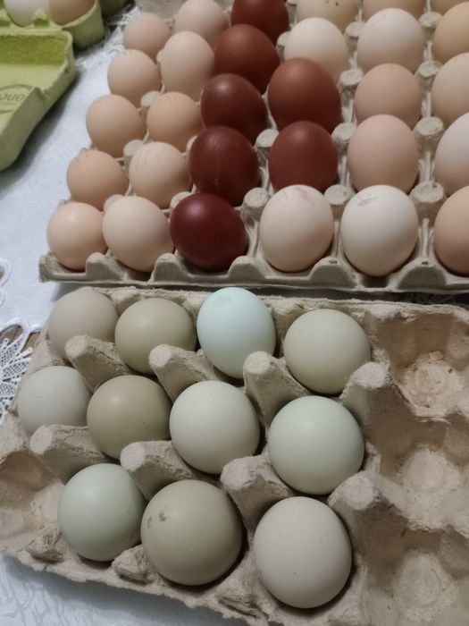 Ouă de găini de rasă de incubat