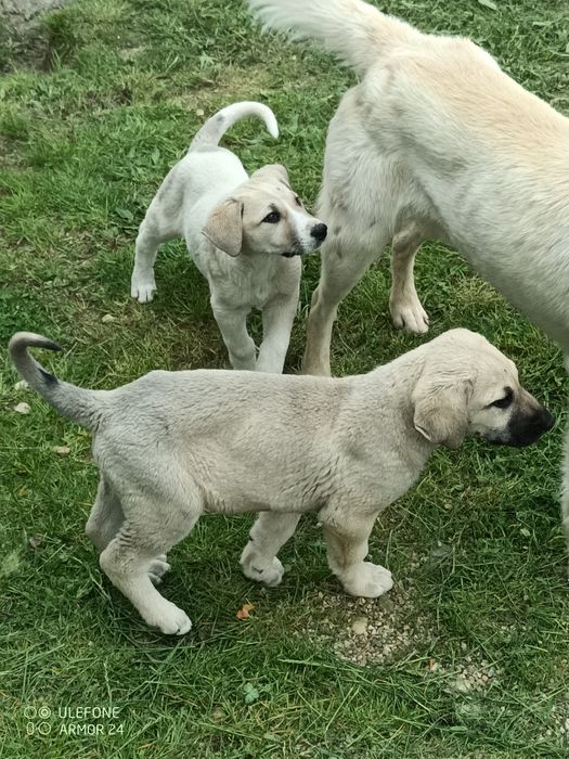 Căței pentru adoptie