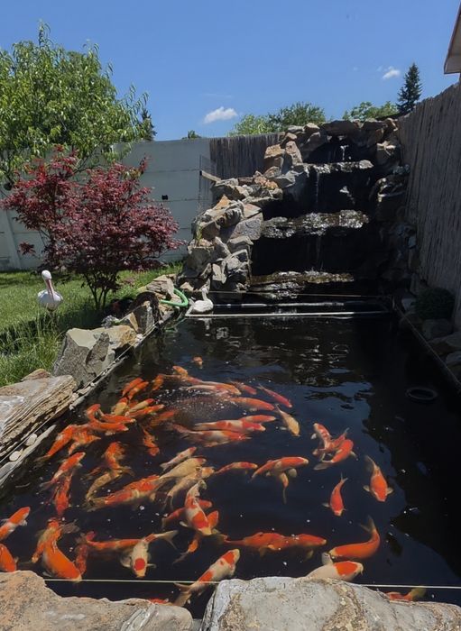 Crapi Koi Japonezi 200 lei