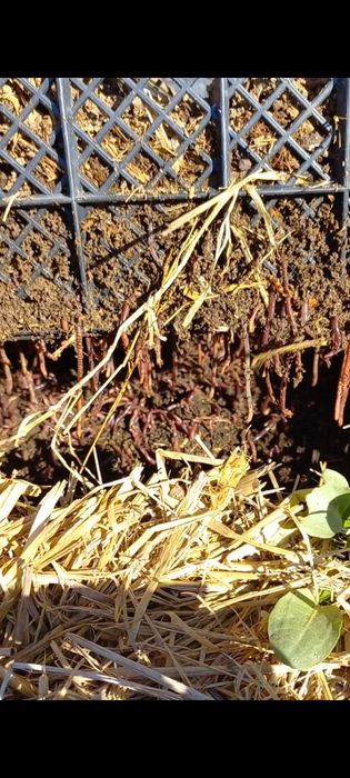 Biogumus va California qizil yomg'ir chuvalchangi