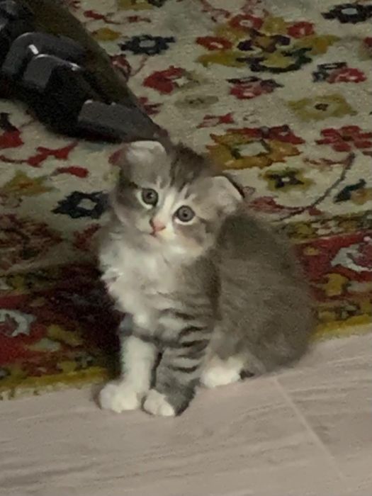 Отдам котенка, мальчик