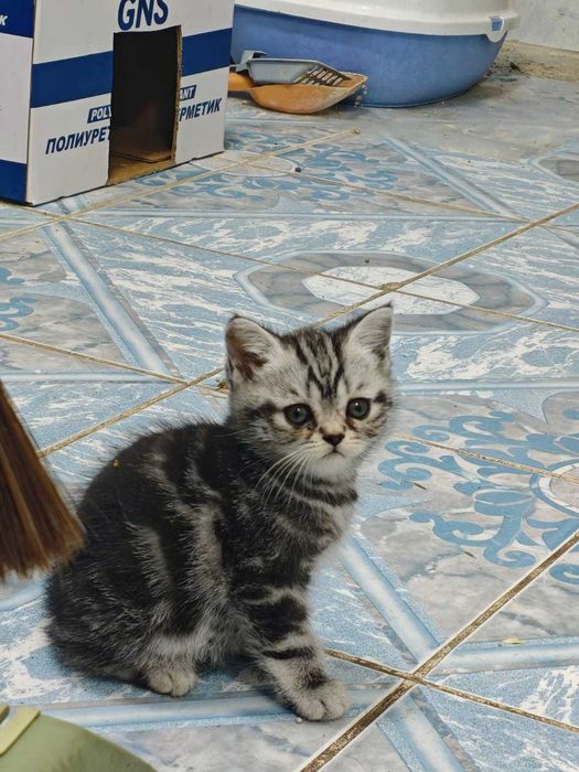 шотландские котята, вислоушки, остроушки