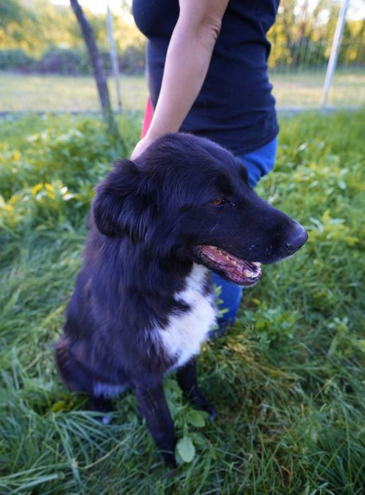 Catelusa blanda de talie mare,5 ani,pentru adoptie