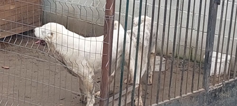 Алабайчета 4мъжки и 4женски