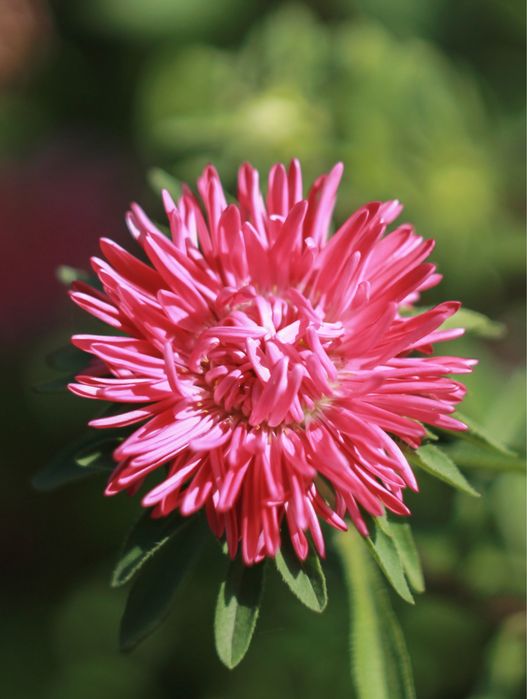 Autofocus Helios 44-2. АФ Гелиос 44-2.