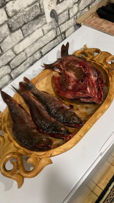 Сазан Иргизский реч