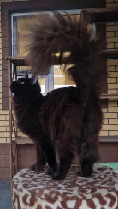 Мейн-кун девочка