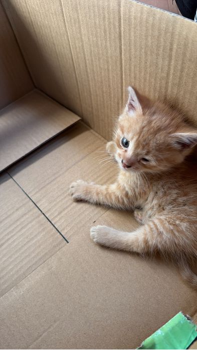 Отдам хороший руки котёнок